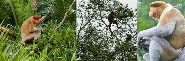 暢游碧海藍天，共筑團隊夢想—博皓沙巴風情之旅        -3