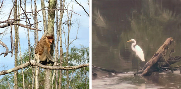 廿載風(fēng)云一路行，馬來風(fēng)情共見證——2024廣東博皓馬來西亞之旅   -13