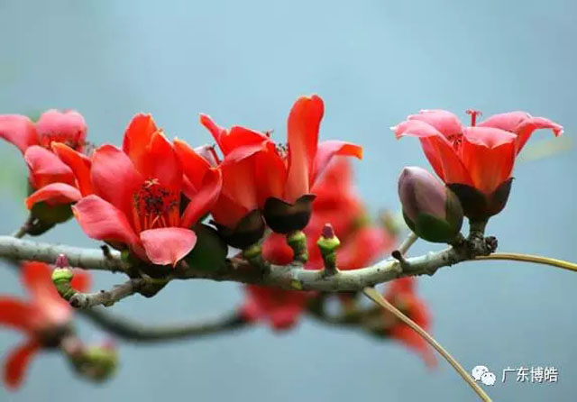 正值人間四月天，博皓2017年一季度會議拉開了序幕